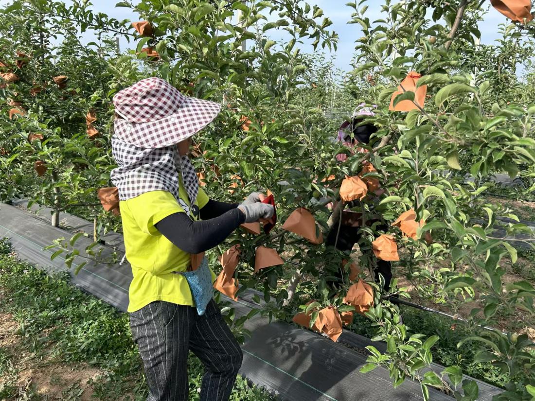 实践团成员跟随果农学习种植技巧.jpg