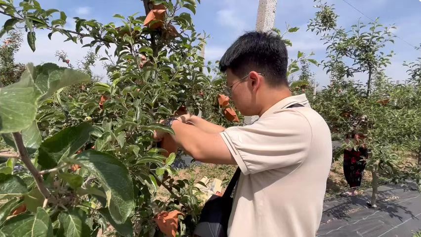 实践团成员体验苹果采摘.jpg